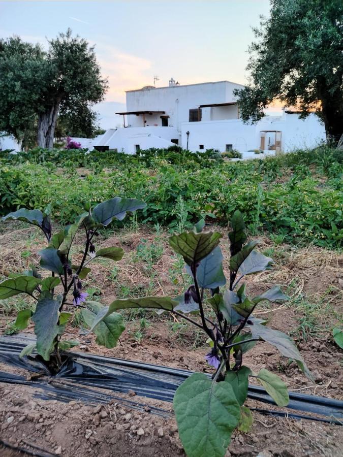 Masseria Piccole Taverne Rosa Marina Eksteriør bilde