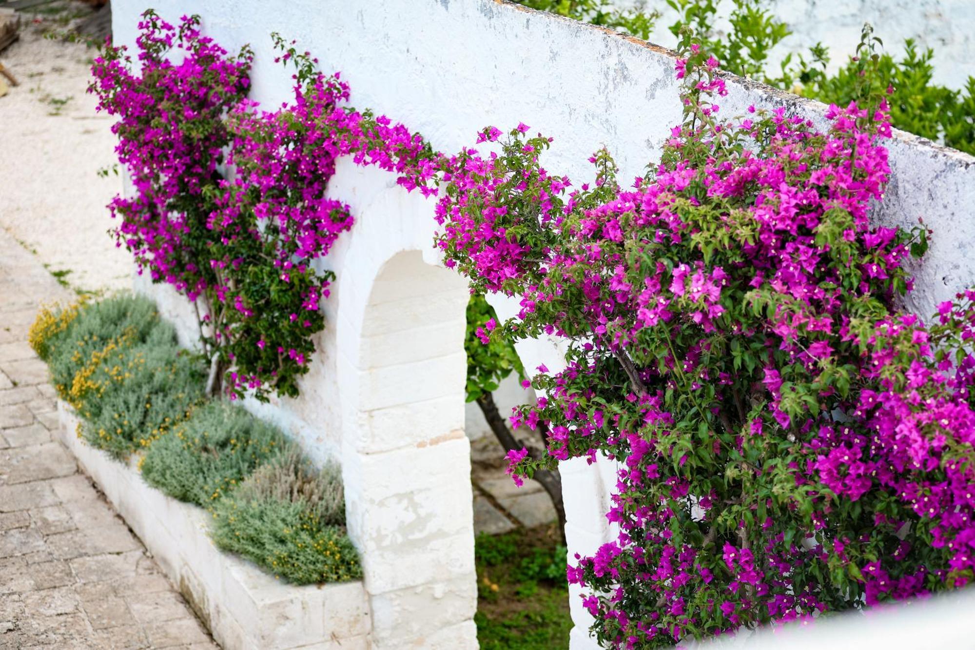 Masseria Piccole Taverne Rosa Marina Eksteriør bilde